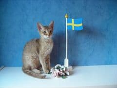 Glad Midsommar